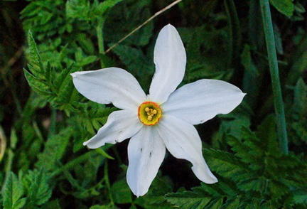 Fleur-059