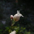 Fleur-061.jpg