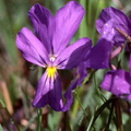 violette-epronnee