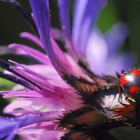 Macro