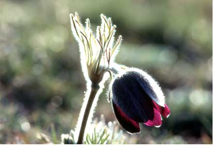 anemone-printaniere 007