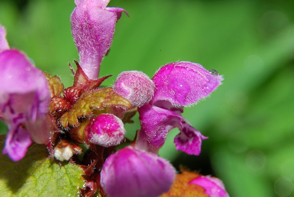 MACRO 044